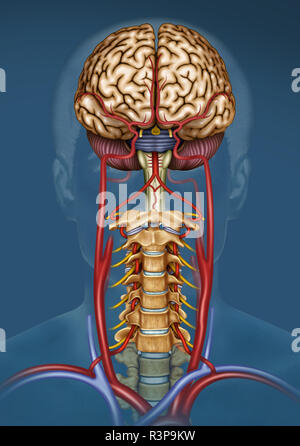 Illustration der Blutversorgung des Gehirns. Das Gehirn hat wenig Kapazität, Nährstoffe zu speichern, aber es braucht eine hohe Versorgung mit Sauerstoff und Glukose. Stockfoto