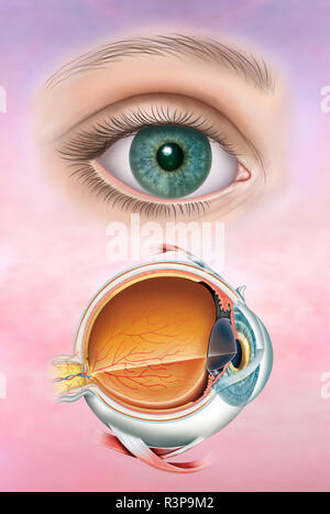 Illustration bestehend aus dem menschlichen Auge in einer realistischen Version und dann die Anatomie des Auges mit seiner Struktur und Schichten, die es zusammensetzen. Stockfoto