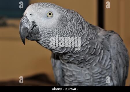 Eine inländische, männlich, Graupapagei. Stockfoto