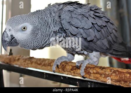 Eine inländische, männlich, Graupapagei. Stockfoto