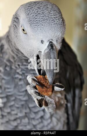Eine inländische, männlich, Graupapagei. Stockfoto