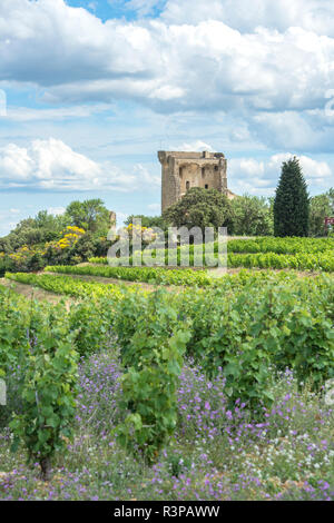 Weinberg, Rhonetal, Ruinen der Burg, Chateauneuf du Pape, Frankreich, Europa Stockfoto