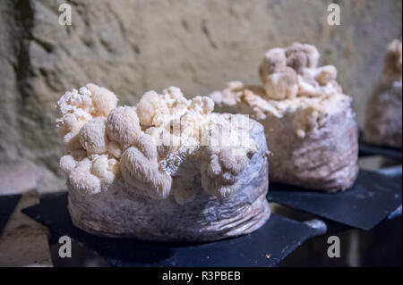 Pilze, Pilz, Museum, Saumur, Loire Tal, Frankreich Stockfoto