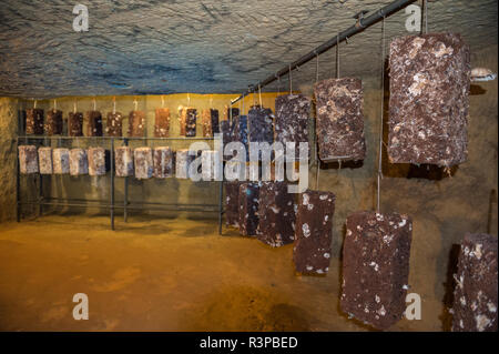 Pilze, Pilz, Museum, Saumur, Loire Tal, Frankreich Stockfoto