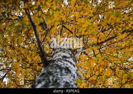 Birke Blätter Stockfoto