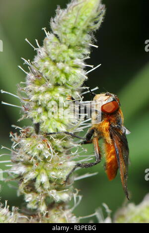 Nahaufnahme der ein Caterpillar fliegen Stockfoto