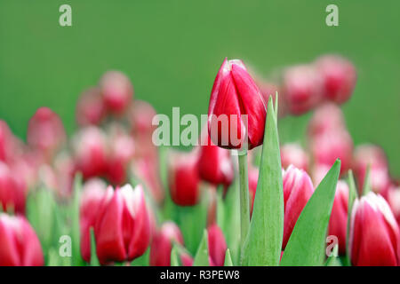 Hervorragende rote Tulpe Stockfoto