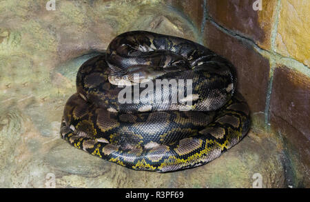 Aufgewickelt Netzpython Welten längste Schlange gibt es, eine gefährliche große constrictor und Predator, die auch in der Lage ist, Menschen zu essen Stockfoto