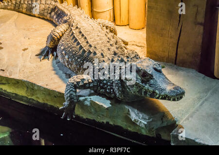 Wildlife Closeup Portrait einer afrikanischen Zwerg Krokodil wissen auch die Knöchernen oder breit-snouted Krokodil ein wildes Tier aus Afrika Stockfoto