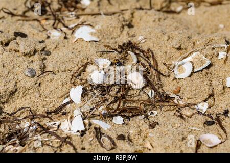 Kleine Muscheln liegen auf sandigen Küste. In der Nähe von Sandstrand und seiner Struktur. Stockfoto