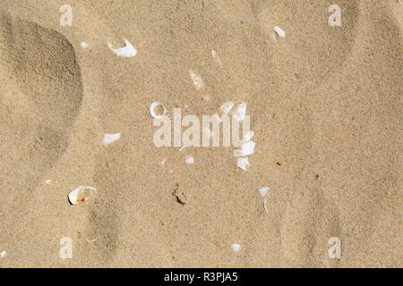 Kleine Muscheln liegen auf sandigen Küste. In der Nähe von Sandstrand und seiner Struktur. Stockfoto