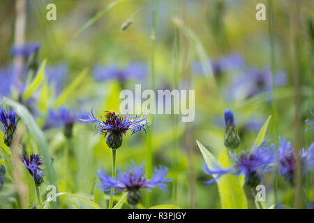 Eine gemeinsame Carder Biene (Bombus Pascuorum) Feeds auf Berg Kornblume (Centaurea montana) Stockfoto