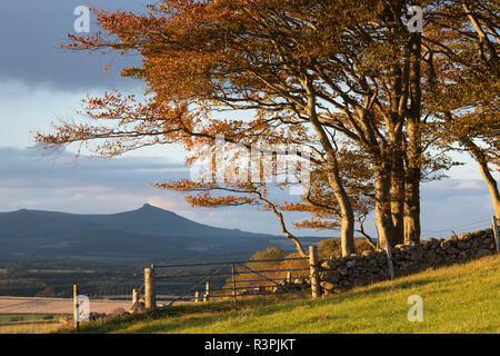 Ein Blick in Richtung Bennachie an einem sonnigen Nachmittag im Herbst Stockfoto