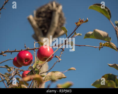 Ist Leer Storchennest und rote Äpfel im Herbst. Masowien. Polen Stockfoto