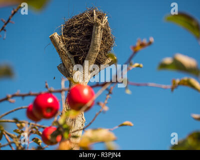 Ist Leer Storchennest und rote Äpfel im Herbst. Masowien. Polen Stockfoto