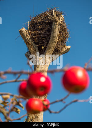 Ist Leer Storchennest und rote Äpfel im Herbst. Masowien. Polen Stockfoto