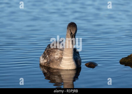 Ein Cygnet Fütterung am Loch der Skene, Aberdeenshire Stockfoto