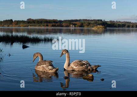 Cygnets Fütterung am Loch der Skene, Aberdeenshire. Stockfoto