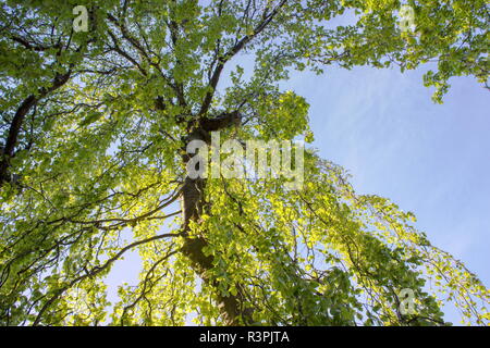 Blick in die leuchtenden Baumkrone im Frühjahr Stockfoto