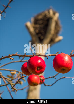 Ist Leer Storchennest und rote Äpfel im Herbst. Masowien. Polen Stockfoto