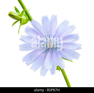 Blume Zichorie. Schöne Blaue Wegwarte Blume auf weißem Hintergrund Stockfoto