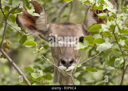 Weibliche Kudu Stockfoto