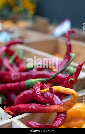 Vielfalt von bunten süßen und Chili peppers im Verkauf bei Eataly up-scale Lebensmittelmarkt in Turin, Italien. Stockfoto