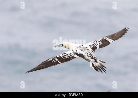 Northern Gannet (Morus bassanus), juvenile, in der Nähe der Insel Mykines, Teil der Färöer im Nordatlantik. Nordeuropa : Dänemark Stockfoto