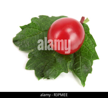 Viburnum Berry mit Blatt auf weißem Hintergrund Stockfoto