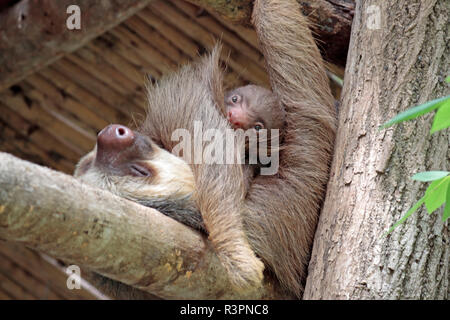 Zwei toed sloth Mia und ihre fünf Tage altes Baby bei Diamante Wildlife Sanctuary, Guanacaste, Costa Rica Stockfoto