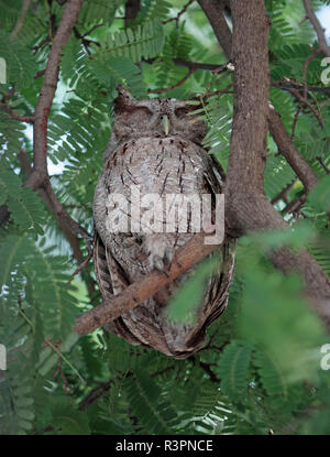 Pacific Screech Owl-Grau Screech Owl-Megascops cooperi - eine von ein paar kleinen grauen Eulen leben in einem Baum am Strand Playa Matapalo Stockfoto