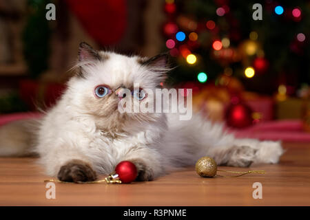 Süße Perser Colourpoint Kätzchen ist das Spiel mit einigen Ball Ornamente vor einem Weihnachtsbaum Stockfoto