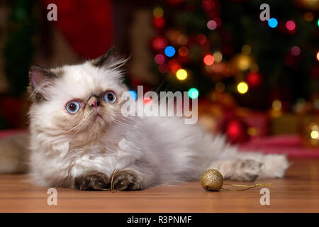 Süße Perser Colourpoint Kätzchen liegt vor einem Weihnachtsbaum Hintergrund Stockfoto