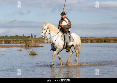 Frankreich, die Camargue, Saintes-Maries-de-la-Mer, Camargue Pferd, Equus ferus caballus camarguensis. Ein Vormund oder Herder reiten Camargue Pferd. Stockfoto