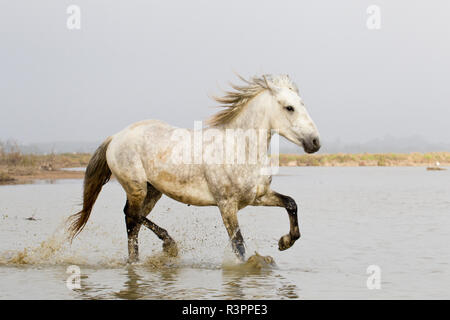 Frankreich, die Camargue, Saintes-Maries-de-la-Mer, Camargue Pferd, Equus ferus caballus camarguensis. Camargue Pferd im Wasser läuft. Stockfoto