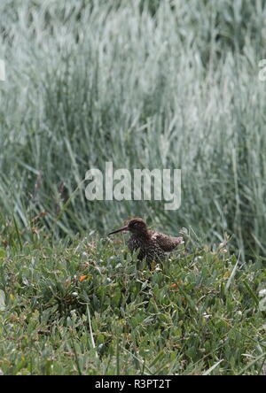 Vogel im Schilf Stockfoto