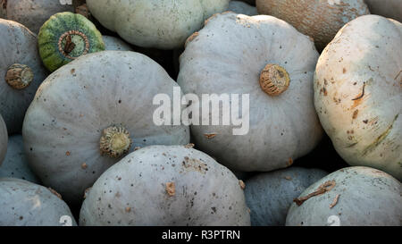 Ernte: Heap von Blue Kuri Hokkaido Kürbis Cucurbita Maxima Stockfoto