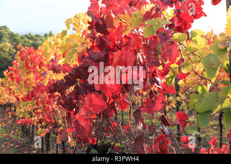 Italy, Tuscany. Grape vines with autumn leaves. Stockfoto