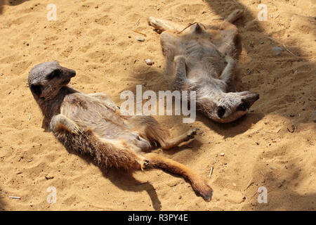 Zwei junge erdmännchen genießen den warmen Sand Stockfoto