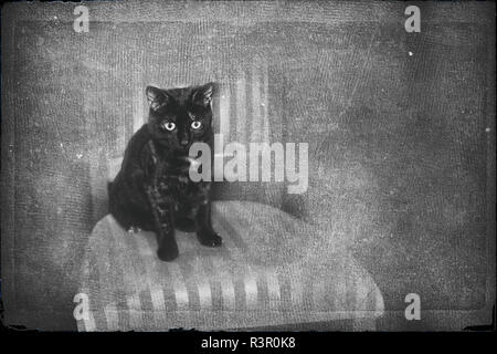 Schöne schildpatt Katze blickt aufmerksam für ihre Eigentümer posieren. Stockfoto