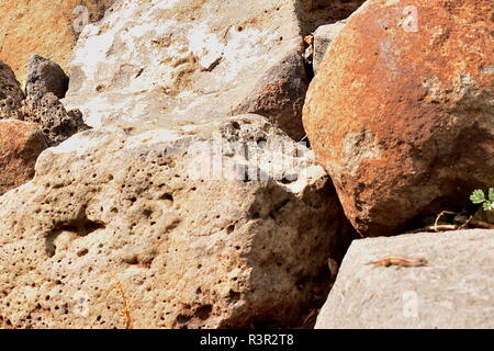 Foto - Bombardierung kleine Eidechse Sonnenbaden auf einem Felsen im Einzugsgebiet. Stockfoto