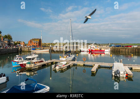 Eine seagul fliegt über Boote vor Anker in der malerischen Hafen in Padstow, Cornwall, England Stockfoto