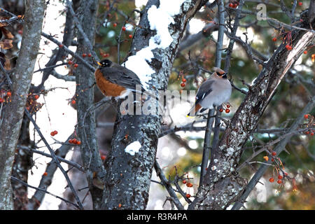 Amerikanische Robins (Turdus migratorius) und Böhmischen Waxwings (Bombycilla garrulus) crabapples Essen, Bar Harbor, Maine Stockfoto