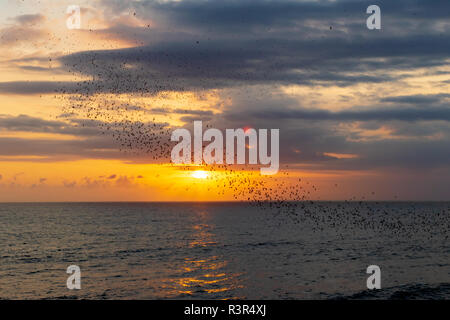 Fledermäuse Kreuzfahrt über die untergehende Sonne, Tanah Lot, Bali, die Flut, Wasser in den Höhlen am unteren Rand der Klippe, Fledermäuse, die herauskommen, Bali Stockfoto