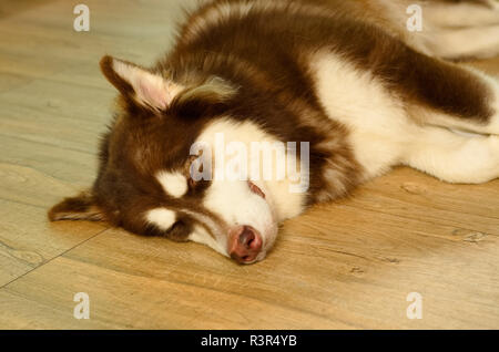 Nahaufnahme Bild einer Adoleszenz braunen und weißen Sibirischen Husky Hund legt sich auf den Boden. Stockfoto