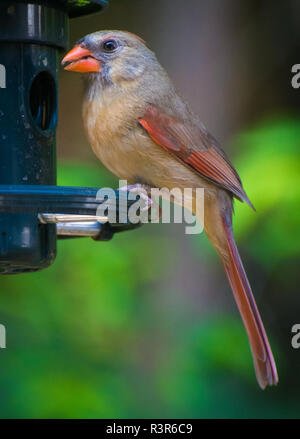 Eine weibliche Kardinal Sitzstangen auf einem Bird Feeder Stockfoto