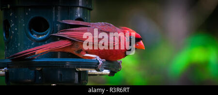 Ein männlicher Kardinal Sitzstangen auf einem Bird Feeder Stockfoto