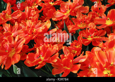 Tulpen Icoon (Double Ende Gruppe) Blüte. Frühling in den Niederlanden. Stockfoto