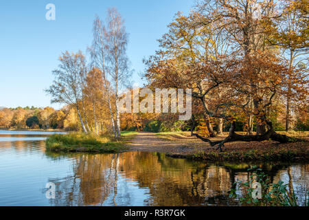 Herbst Farben und Reflexionen an Virginia Water Lake Virginia Water Surrey England Großbritannien Stockfoto