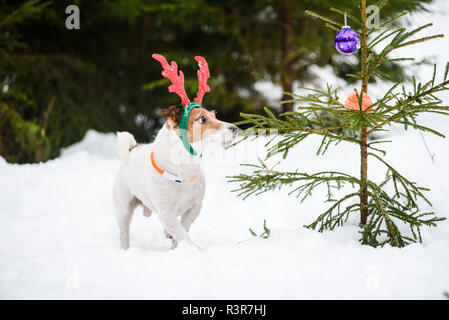 Hund wie Humor Weihnachten Rentier mit roten Geweih und mit Kugeln Tannenbaum dekoriert Stockfoto